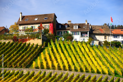 Human settlement in vineyards  autumn October   La C  te wine region  F  chy  district Morges  canton Vaud  Switzerland  Europe