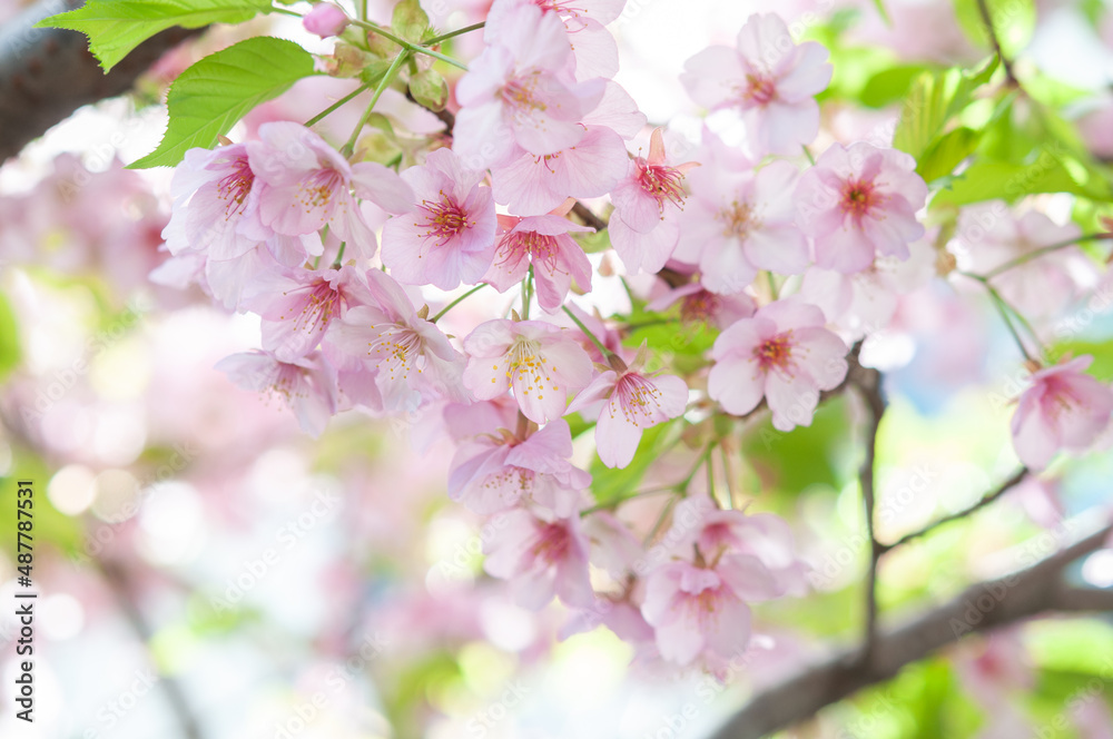 Obraz premium 満開の桜の花 河津桜 クロースアップ 日本の春