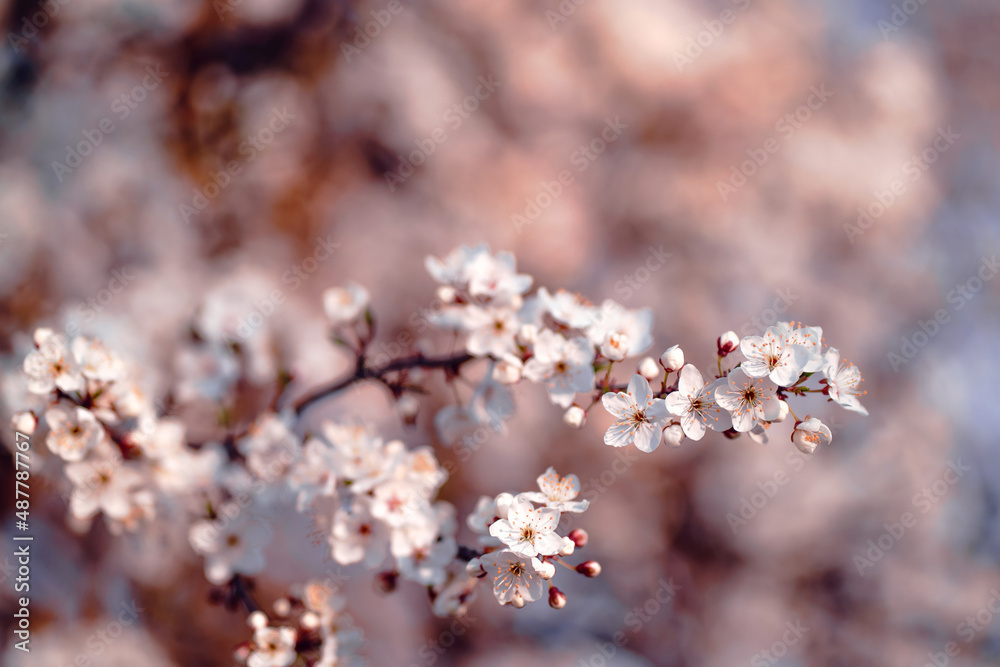 Photo of closeup blossoming tree in forest or park. Beautiful nature background Photo of closeup blossoming tree in forest or park. Beautiful nature background