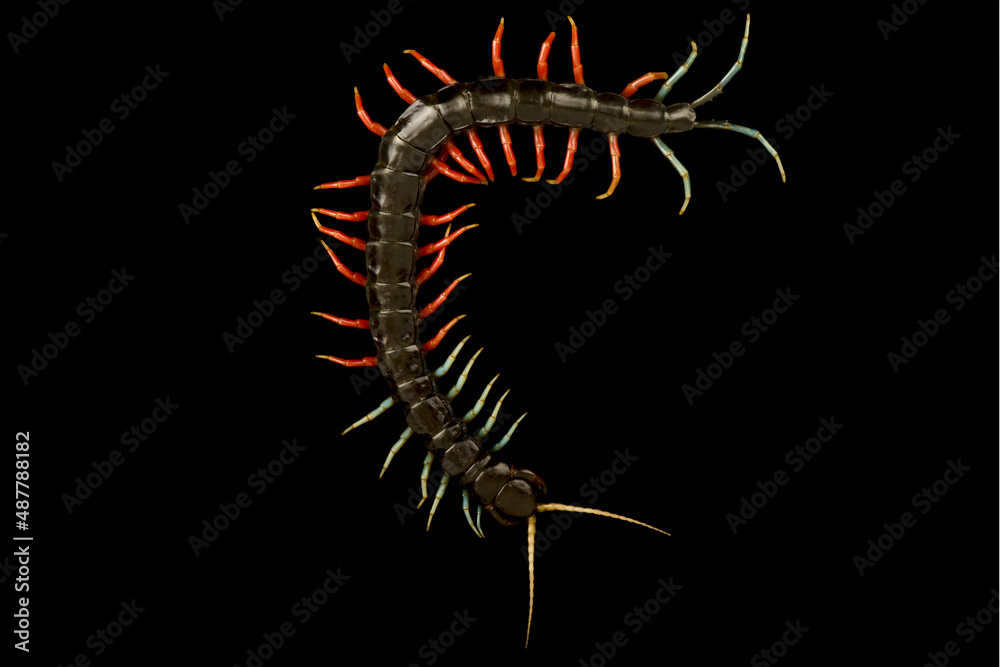 Malaysian juwel centipede (Scolopendra sp) Malaysian juwel centipede (Scolopendra sp)