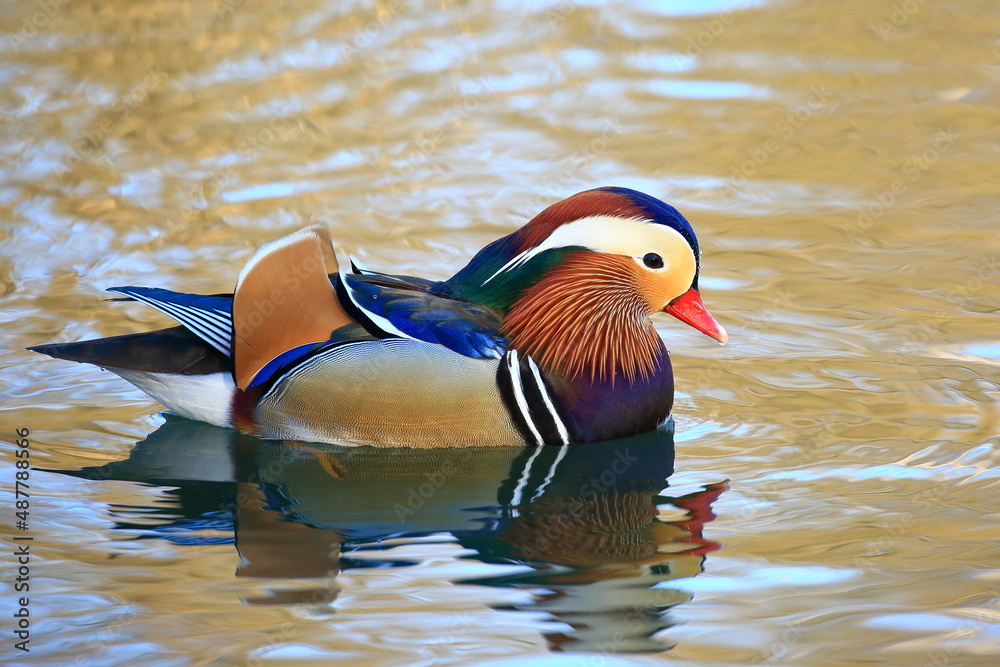 Mandarin duck male (Aix galericulata) on the lake Mandarin duck male (Aix galericulata) on the lake