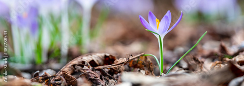 Tableau sur toile Purple crocus flowers growing in a forest