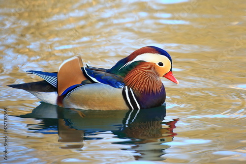 Mandarin duck male (Aix galericulata) on the lake