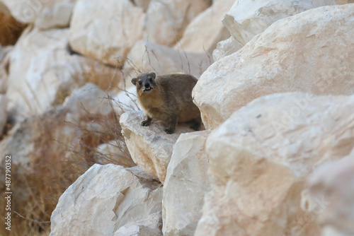 The rock hyrax (Procavia capensis), also called Cape hyrax, rock rabbit, Western Cape, South Africa. High quality photo