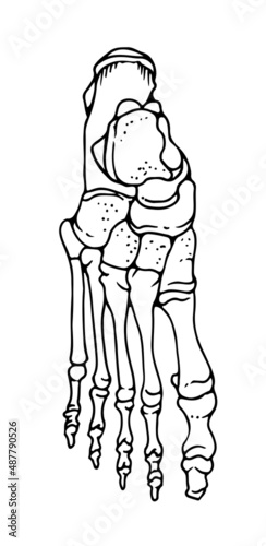 Bones of the human foot, hand drawn vector illustration isolated on a white background, orthopedics medicine anatomy sketch