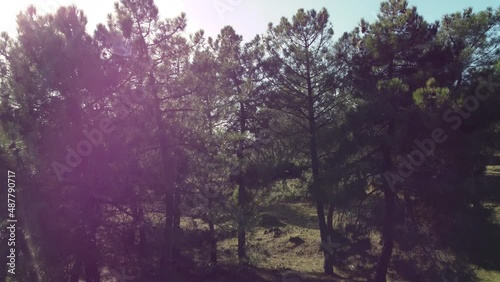 Vertical ascent in front of a pine forest, until reaching their tops, illuminated by the beautiful glints of the sun, concepts, travel, 4k resolution