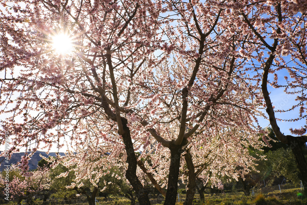 Almond trees in bloom under blue sky
