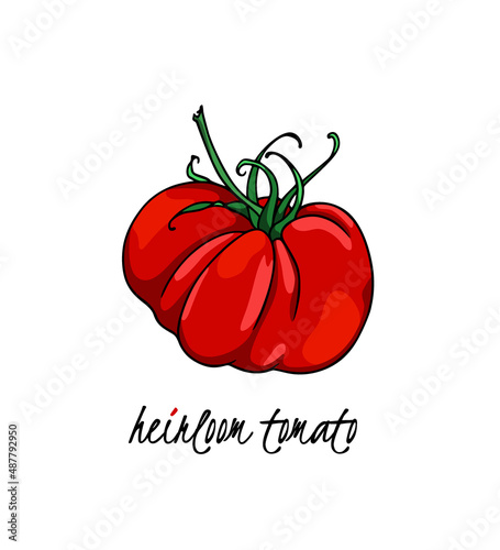 Vector illustration of hand drawn ripe red heirloom tomato on a green branch. Beautiful food design elements, perfect for food related industry