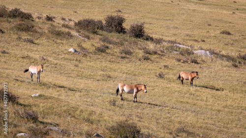 Drei Przewalski Pferde stehen im Hustai Nationalpark an einem grün bewachsenen Berghang photo