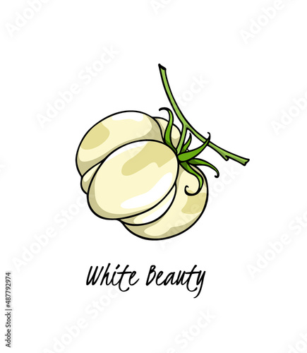 Vector illustration of hand drawn White Beauty heirloom tomato on a green branch. Beautiful food design elements, perfect for food related industry