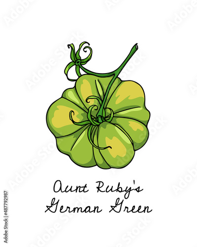 Vector illustration of hand drawn ripe green heirloom tomato on a branch. Beautiful food design elements, perfect for food related industry