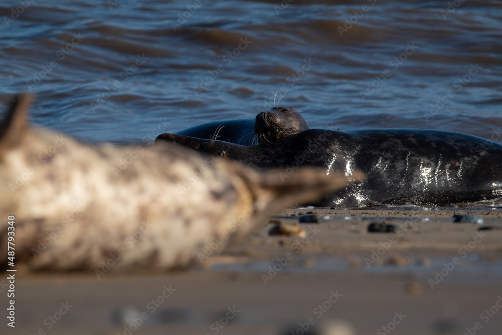 Fototapeta premium Adult grey seals play fighting in the sea at Horsey Gap beach in north Norfolk, UK. January 2022