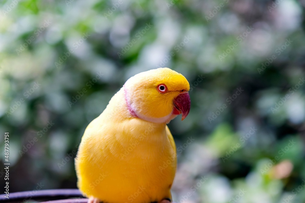 Yellow Indian ringneck parrot portrait