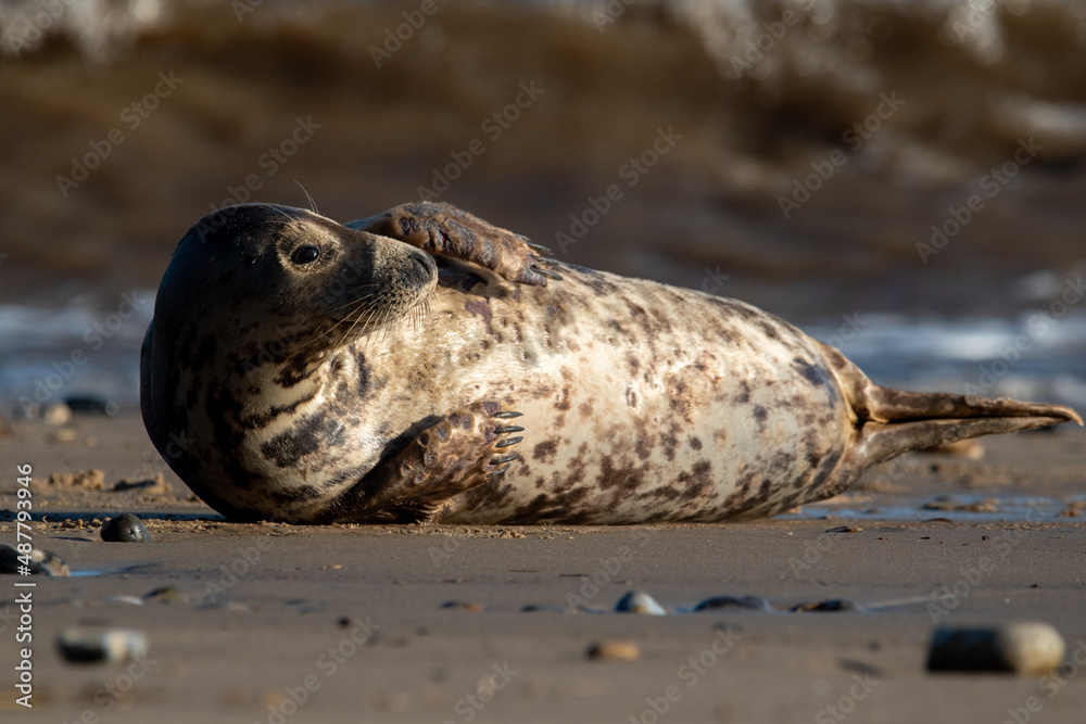 Grey seal resting/laying by the sea at Horsey Gap beach, north Norfolk, UK. January 2022