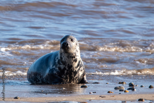 Grey seal sitting by sea at Horsey Gap in north Norfolk, UK. January 2022