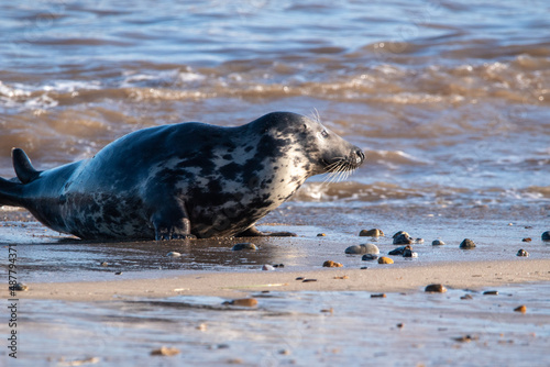 Grey seal sitting by sea at Horsey Gap in north Norfolk, UK. January 2022