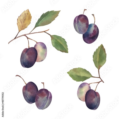 Watercolor hand drawn plums set botanical illustrations. Isolated on white. Food summer season