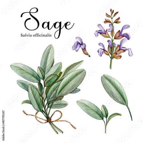 Bild auf Leinwand Sage herb set