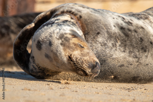 Grey seal pup sleeping on Horsey Gap beach in north Norfolk, UK. January 2022