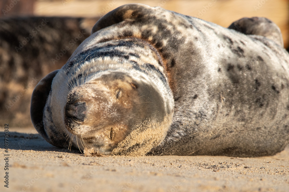 Sleeping grey seal pup. Horsey Gap beach in north Norfolk. January 2022 Sleeping grey seal pup. Horsey Gap beach in north Norfolk. January 2022