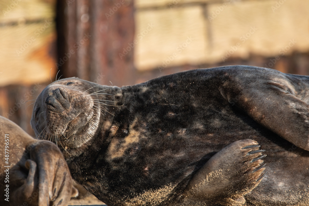 Grey seal pup on Horsey Gap beach in north Norfolk, UK. January 2022