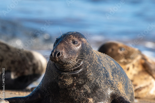 Grey seal by the sea at Horsey Gap, Norfolk, UK. January 2022