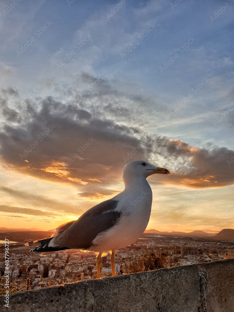 A seagull on the wall of the fortress of Santa Barbara against the backdrop of the sunset and the panorama of the city of Alicante