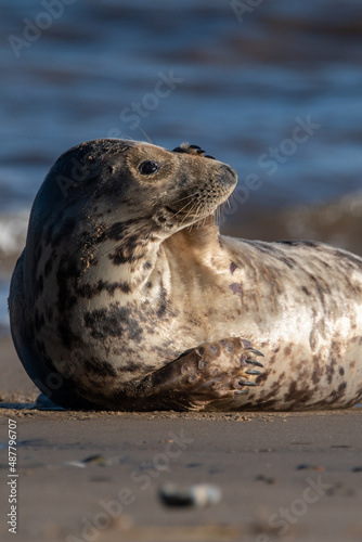 Grey seal with comical pose. On the beach at Horsey Gap in north Norfolk, UK. January 2022 © Christopher Keeley