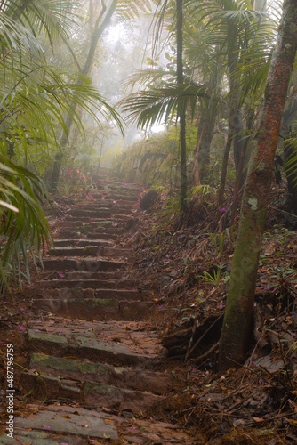 morning in the forest