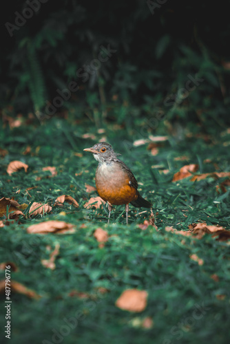 robin on the grass