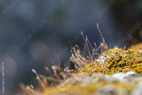 Close up de fungos crescendo na pedra