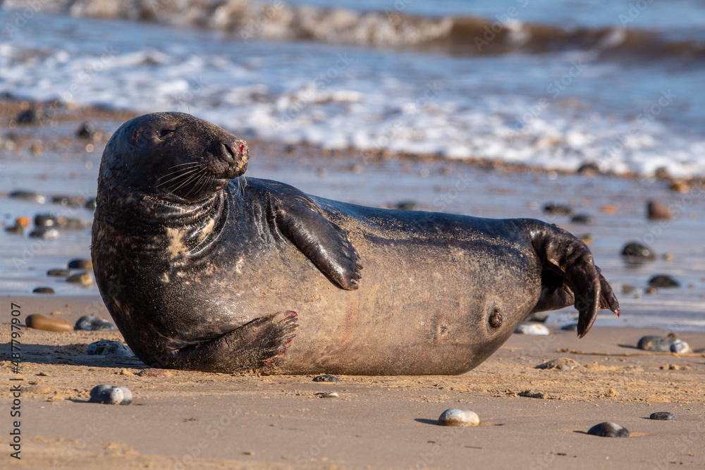 Fototapeta premium Grey seal by the sea at Horsey Gap beach in north Norfolk, UK