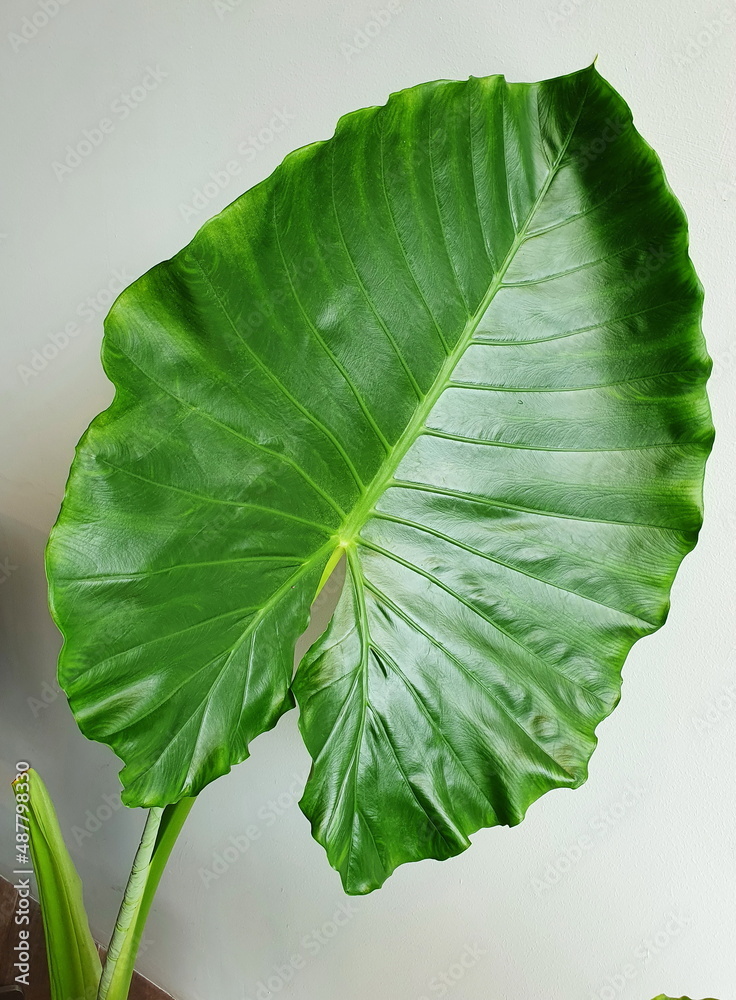 Large dark green leaves of Alocasia (Elephant's ear, giant albino) on