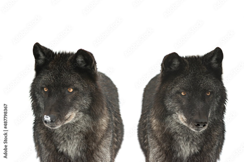 two canadian black wolf isolated on white background