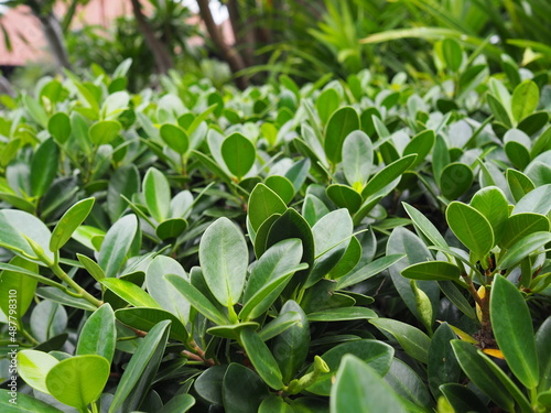 Ficus annulata planted in the garden. The leaves are quite round  glossy leaves  smooth edges  commonly used for trimming shrubs into various shapes fences  house. Focus on the bright green foliage  