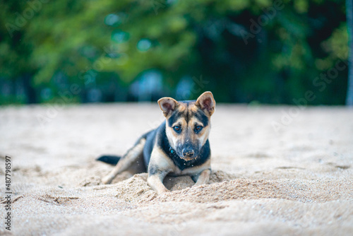 Sheperd dog having fun on the beach. Ilhabela Sao Paulo Brazil.