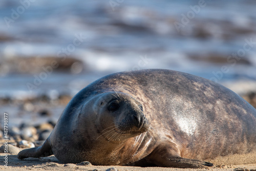 Young grey seal pup, against a backdrop of the sea, at Horsey Gap beach in north Norfolk, UK