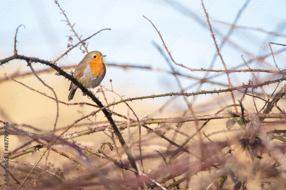 Robin in the trees at Horsey Gap, north Norfolk, UK Robin in the trees at Horsey Gap, north Norfolk, UK