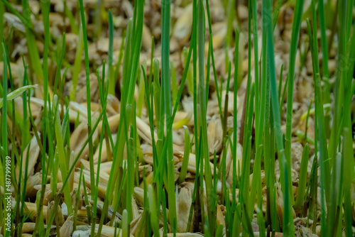 Fresh microgreens oat and wheat grass growing: close up view, macro. Spring, germination, natural, raw and growth concept © zyabich