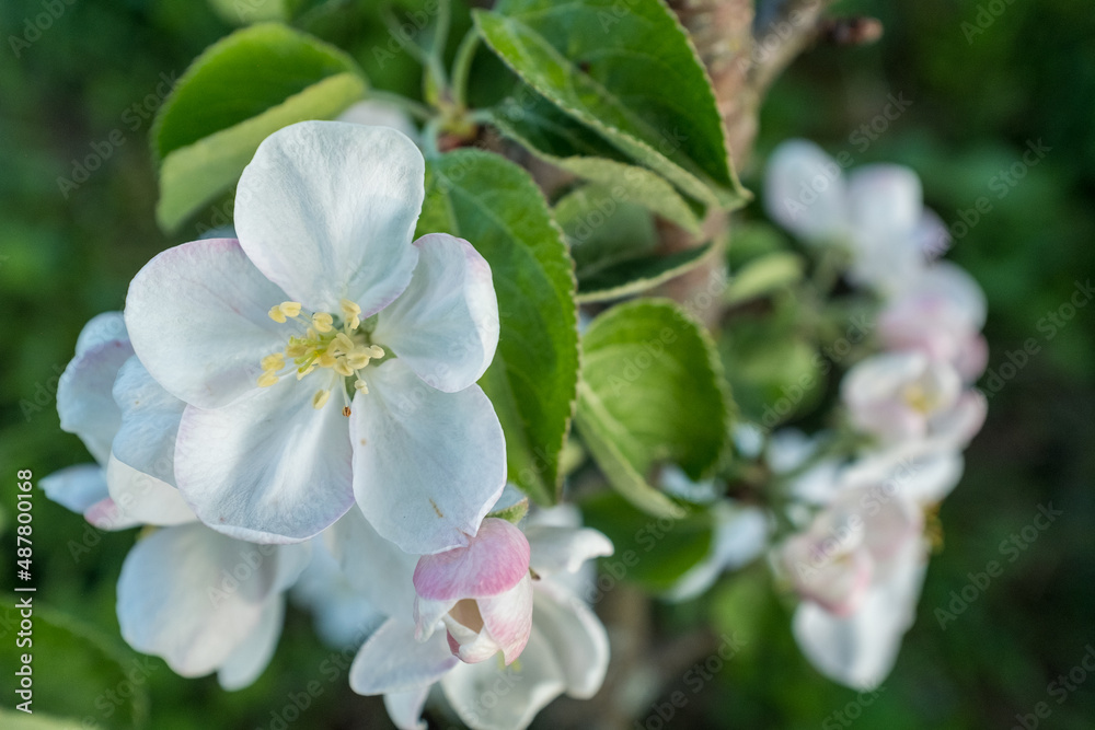 Blossom apple-tree flowers close-up. A branch of a blossoming apple tree. White apple flowers for publication, design, poster, calendar, post, screensaver, wallpaper, postcard, banner, cover, website Blossom apple-tree flowers close-up. A branch of a blossoming apple tree. White apple flowers for publication, design, poster, calendar, post, screensaver, wallpaper, postcard, banner, cover, website