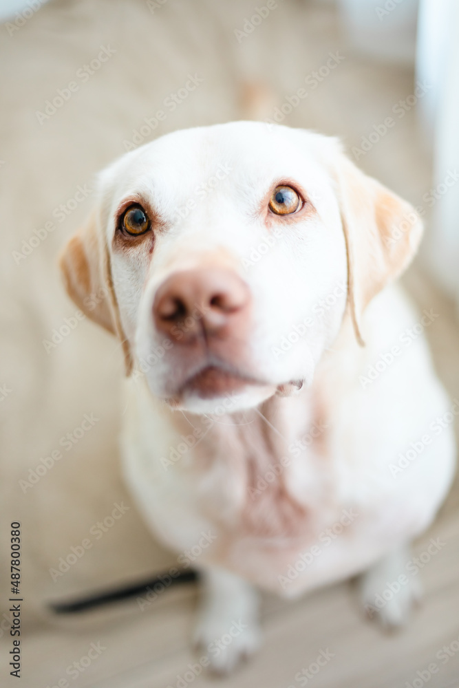 Yellow labrador retriever dog indoors Yellow labrador retriever dog indoors