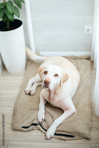 Yellow labrador retriever dog indoors