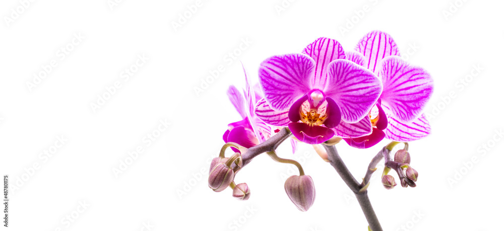 Fototapeta premium Pink flower orchid isolated on white background.