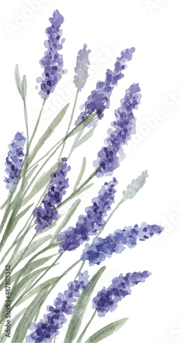 Purple lavender flower border, watercolor painting hand drawn and painted, isolated on white background