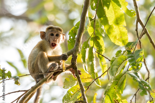 Rhesus Macaque ( Monkey )