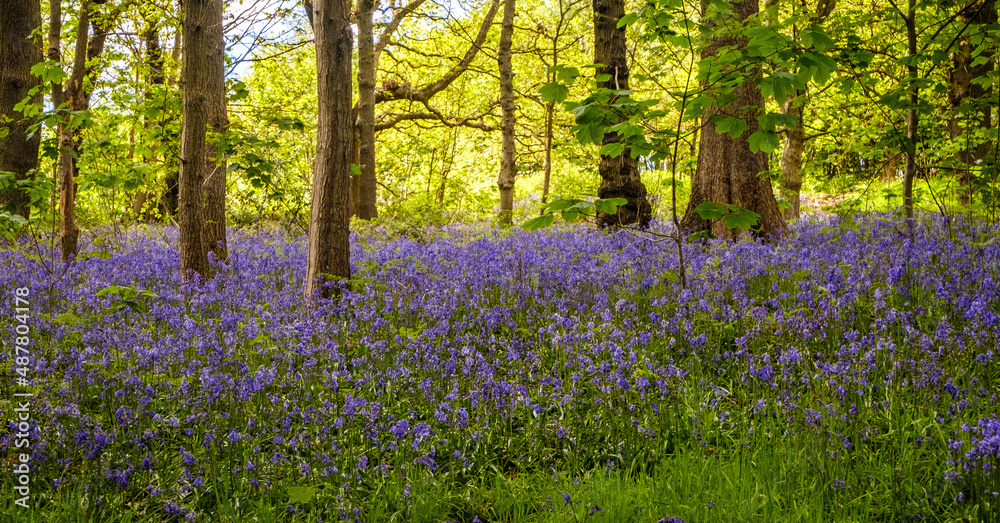 Obraz premium lavender field in spring 