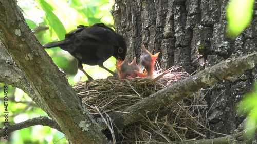 Common thrush. The male feeds the little chicks.