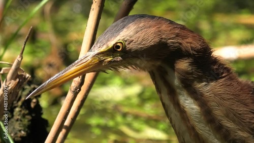 Bird little bittern close up.