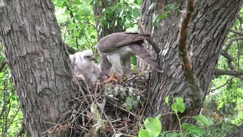 goshawk the female feeds the chicks