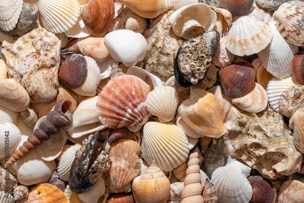 Seashells background, summer concept. Variety of shells Seashells background, summer concept. Variety of shells